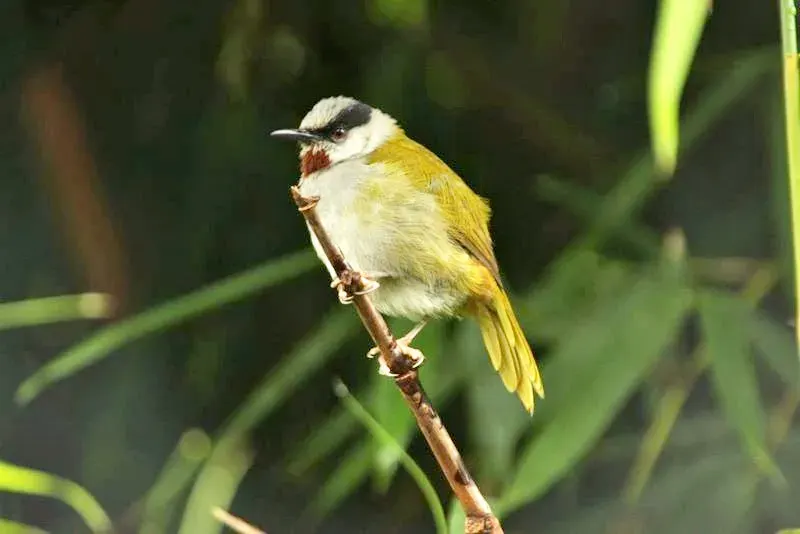 The Grey-capped warbler card