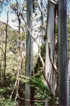 La carte Eucalyptus nitens
