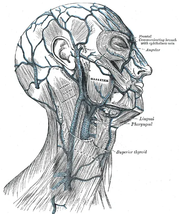 The External jugular vein card