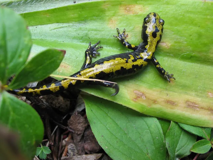 The Long-toed salamander card
