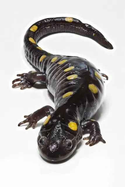 La carte Ambystoma