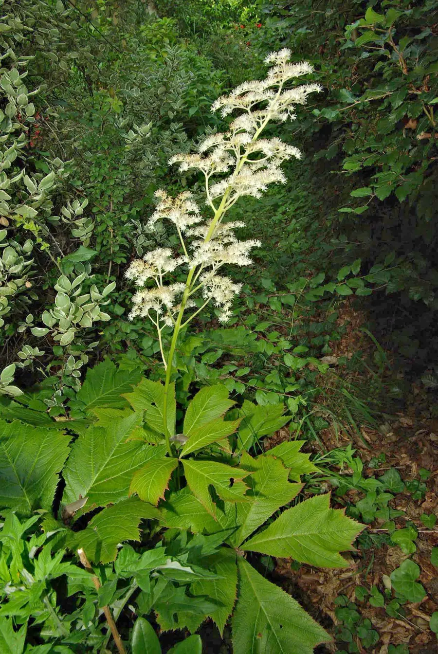 The Rodgersia card