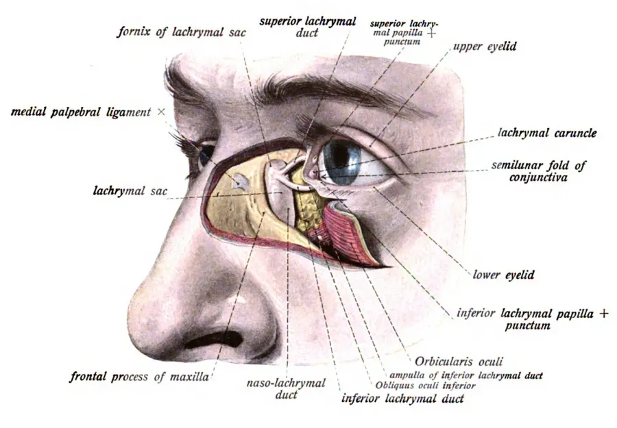 La carte Sac lacrymal