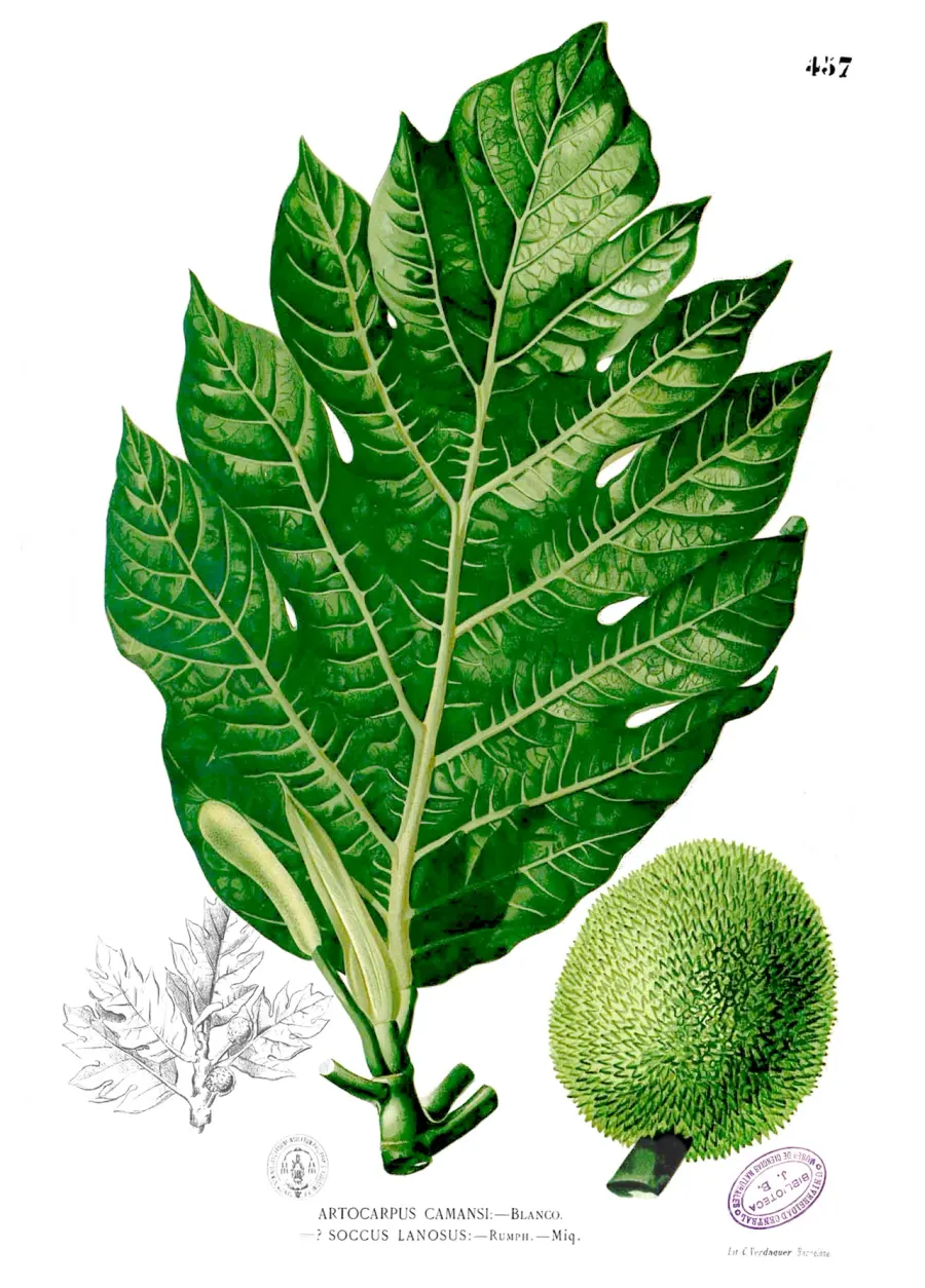 The Artocarpus camansi card