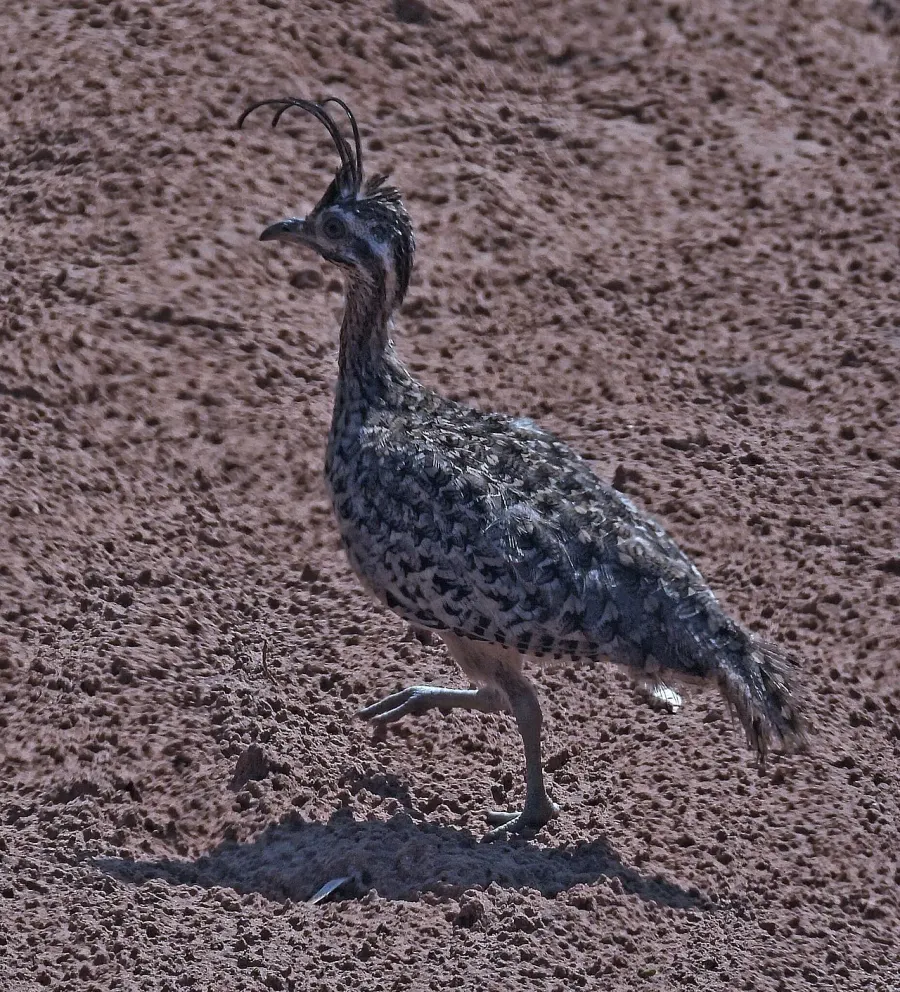 La carte Tinamou superbe