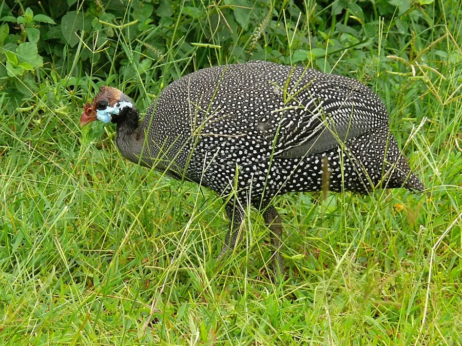 The Helmeted guinea fowl card