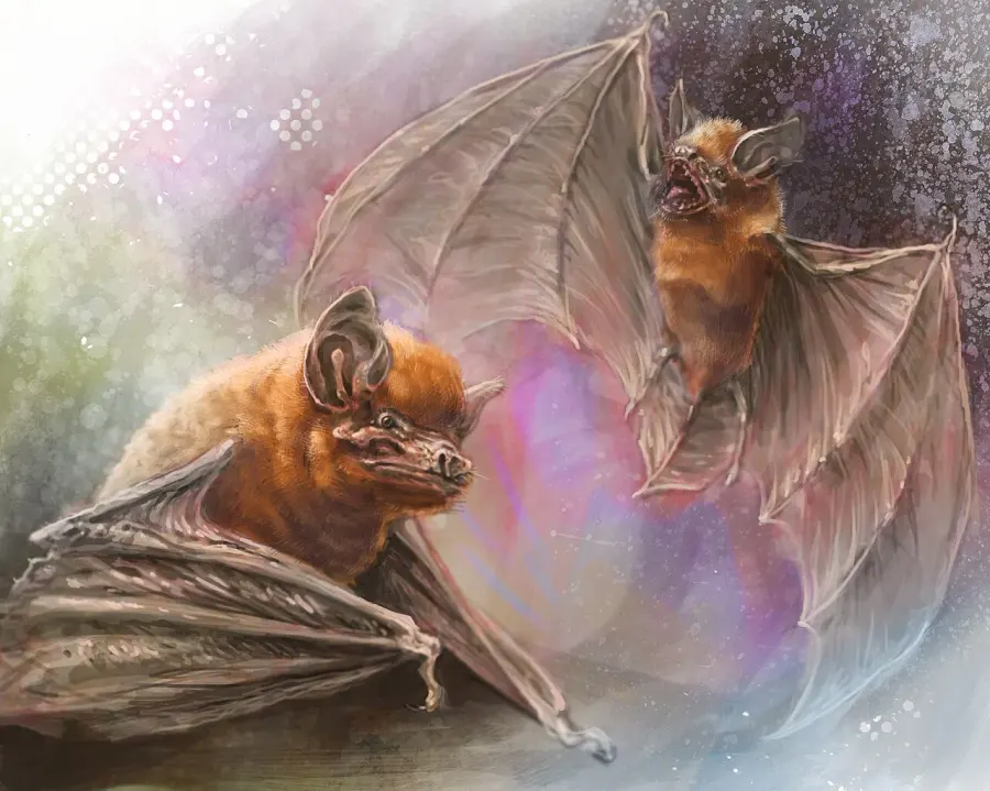 The Miniopterus griveaudi card