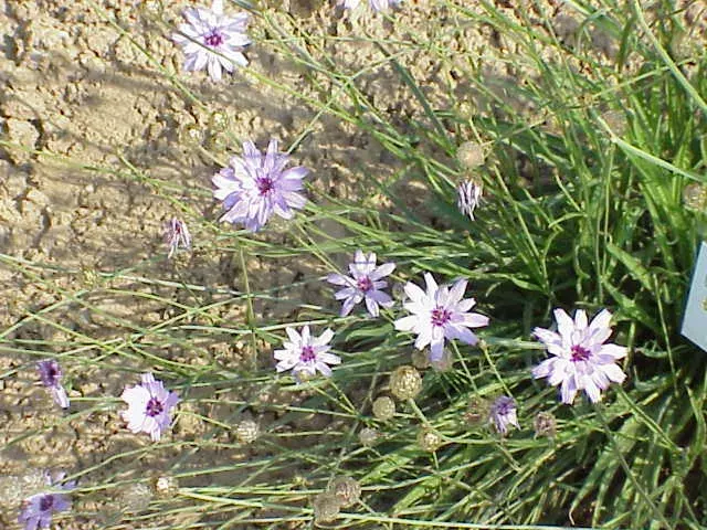 The Catananche card