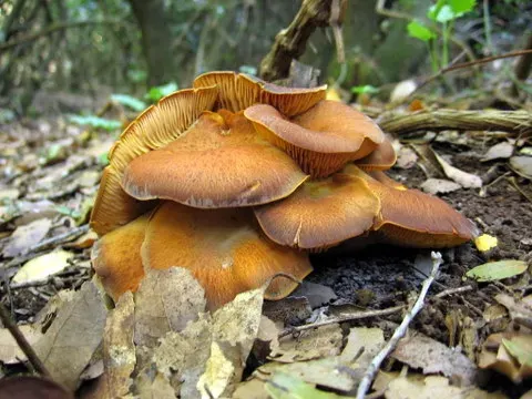 The Omphalotus card