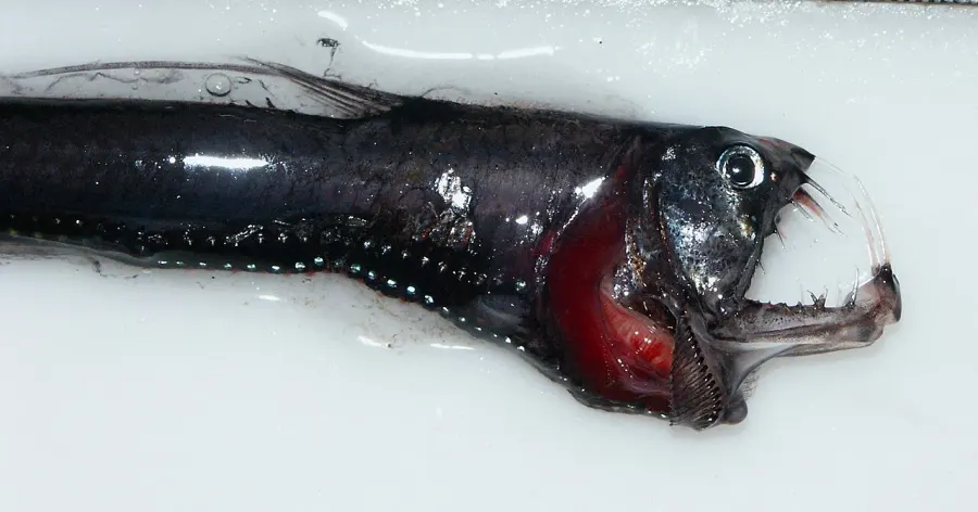 The Pacific viperfish card