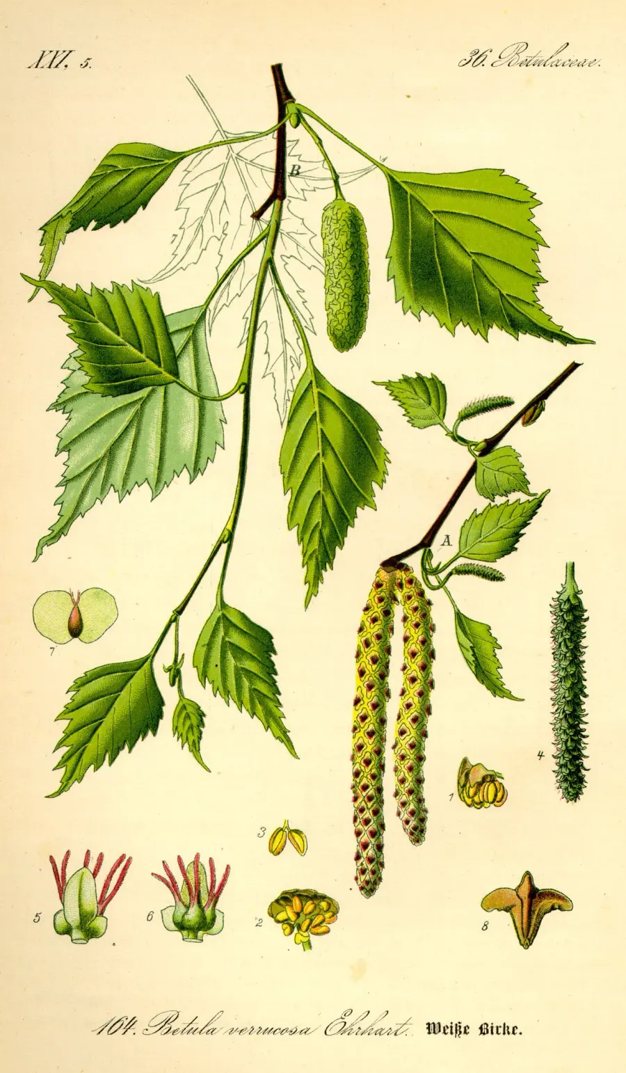 The Birch card