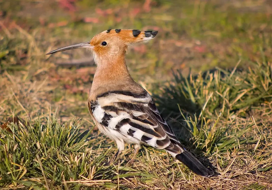 The Eurasian hoopoe card
