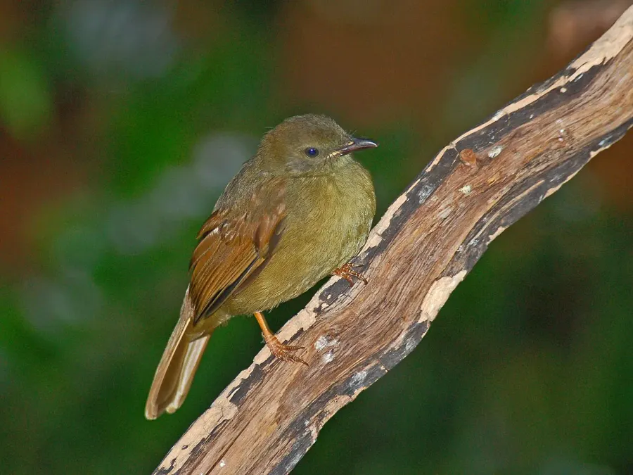 La carte Bulbul verdâtre