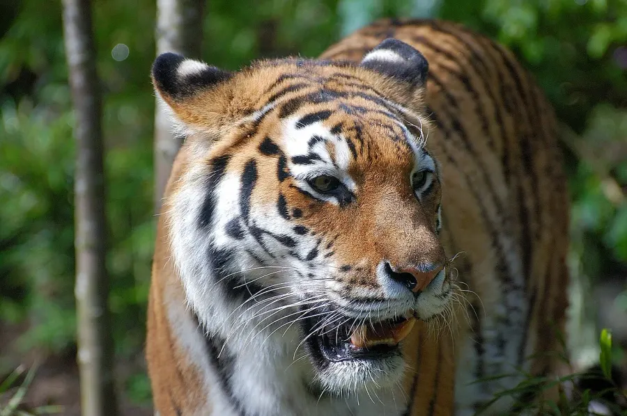 La carte Felidae