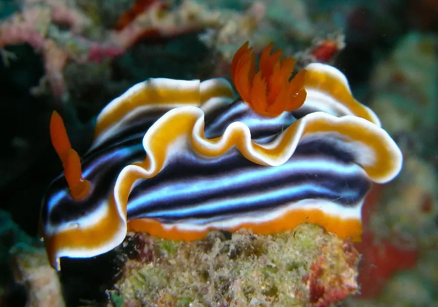 La carte Chromodoris