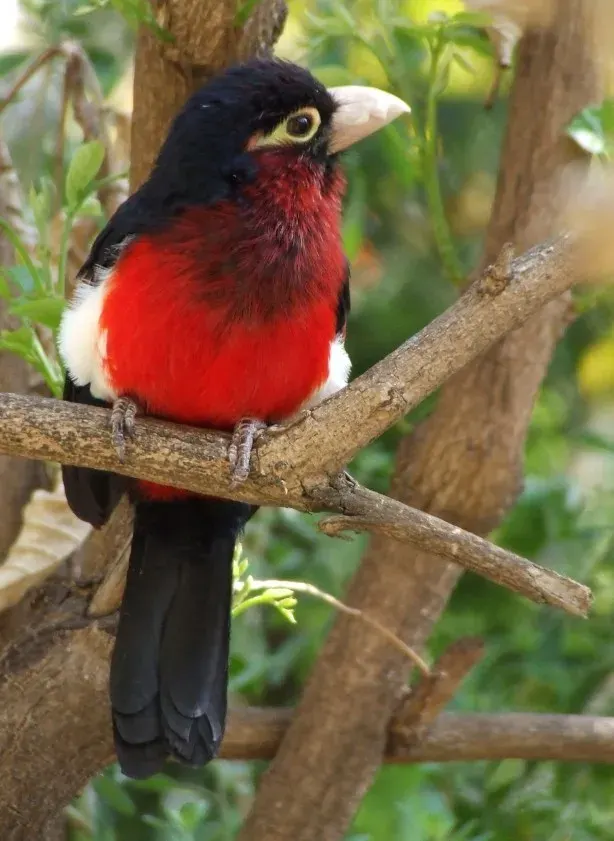 La carte Lybiidae