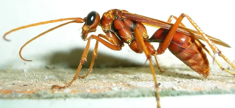 La carte Pompilidae