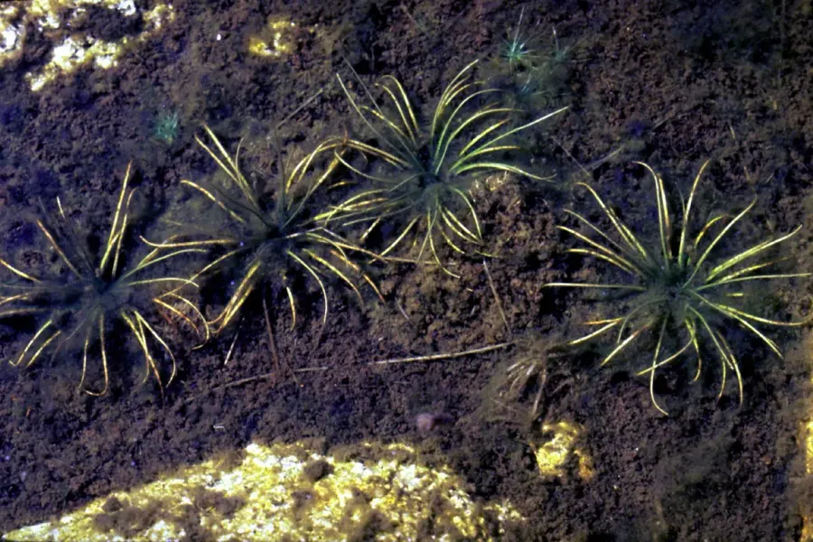 La carte Isoetes echinospora