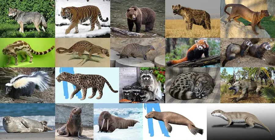 La carte Carnivora