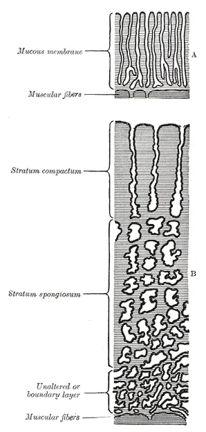 La carte Caduque basale