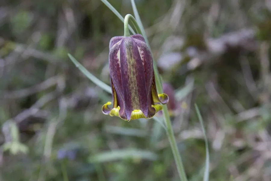 The Fritillaria pyrenaica card
