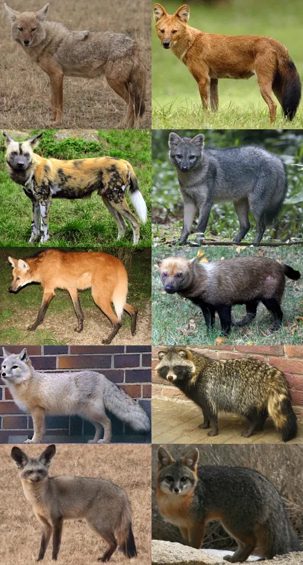 The Canidae card