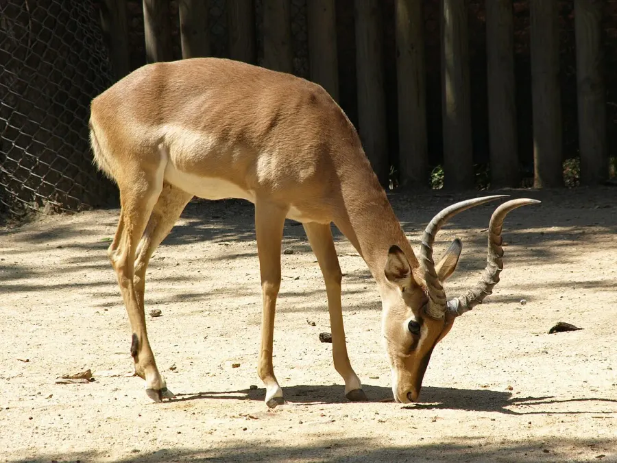 The Artiodactyla card