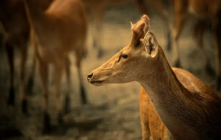 The Dudhwa National Park card