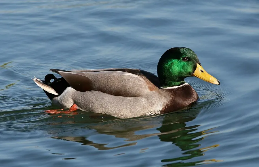 The Mallard card