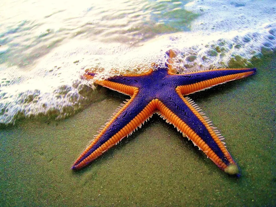 The Starfish card