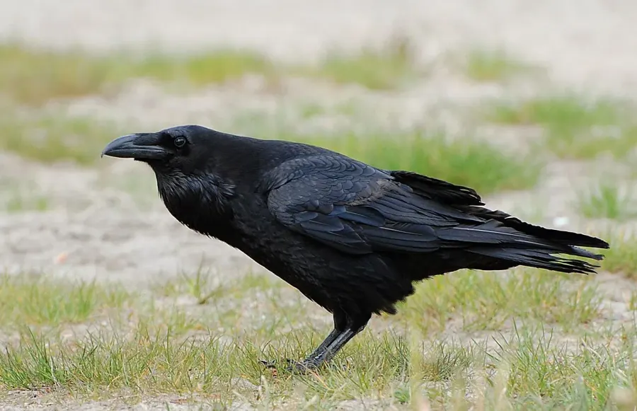 The Common raven card