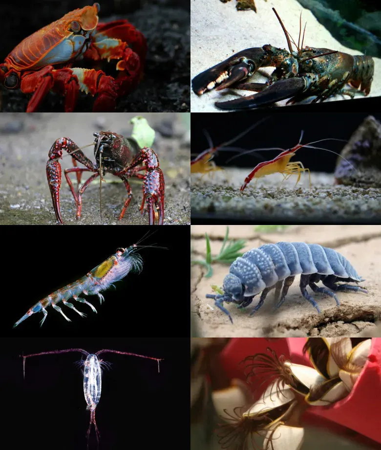 The Crustacean card