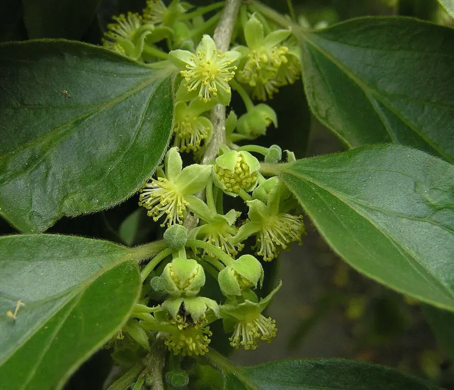 La carte Dovyalis hebecarpa