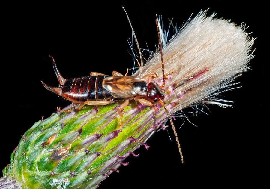 La carte Forficula auricularia