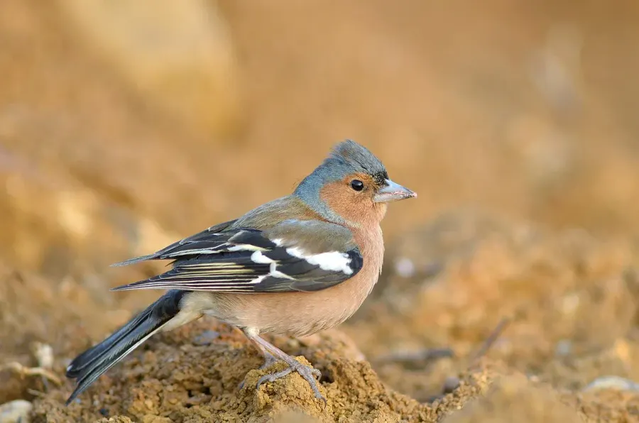 The Eurasian chaffinch card