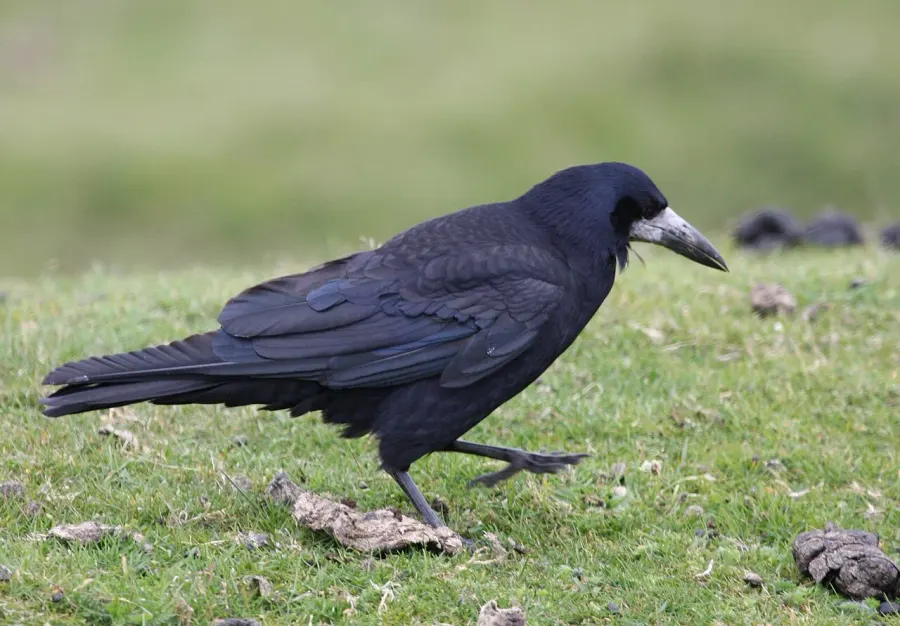 The Rook card