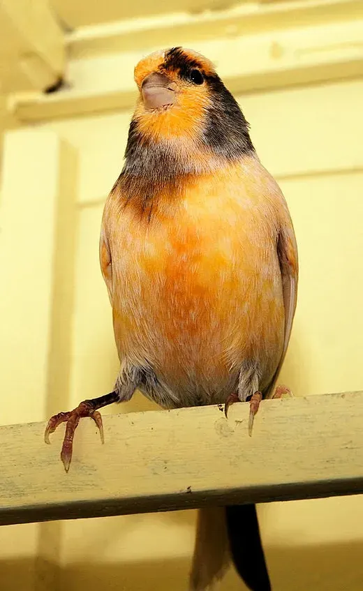 The Domestic canary card