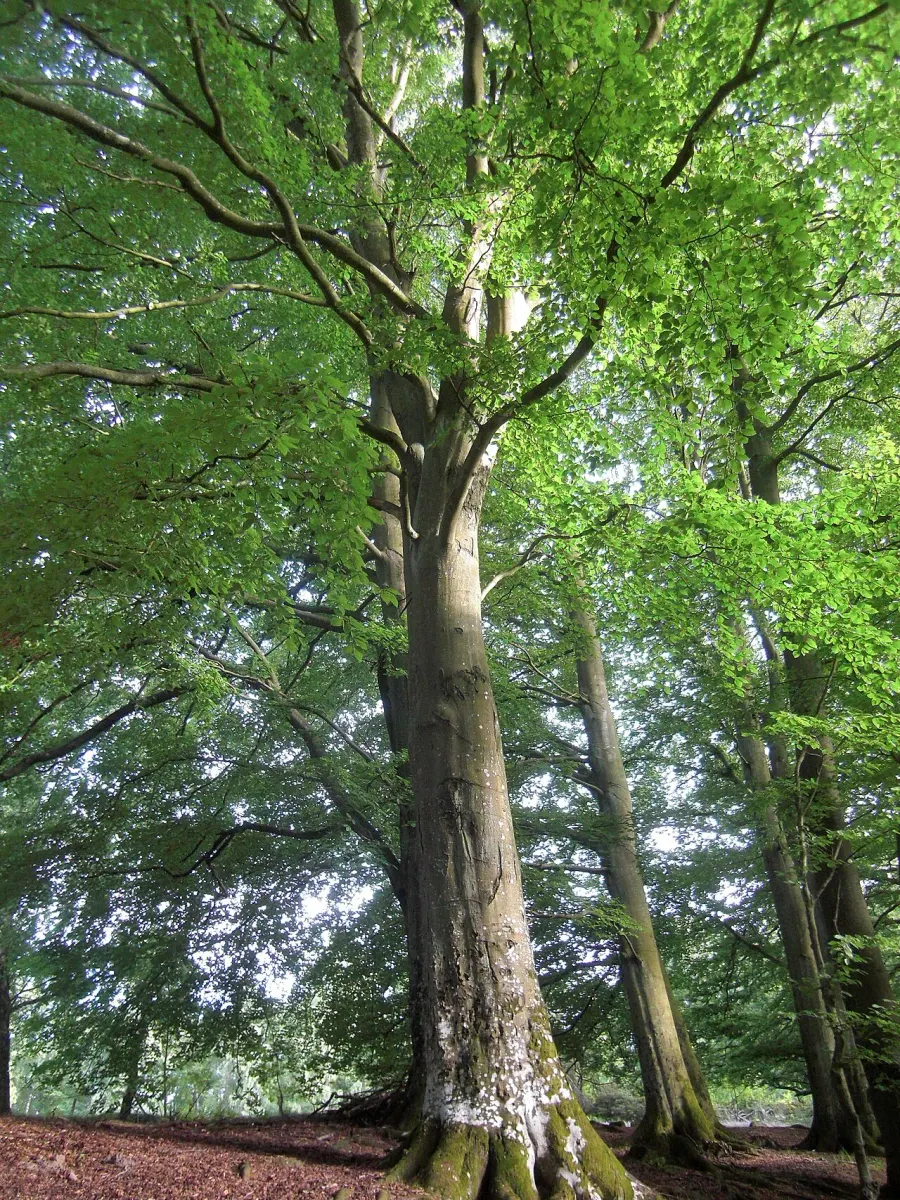 The Beech card