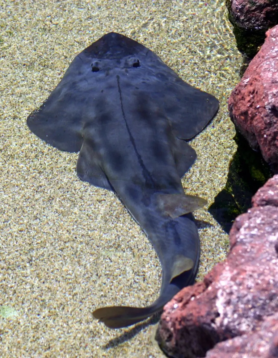 The Shovelnose guitarfish card