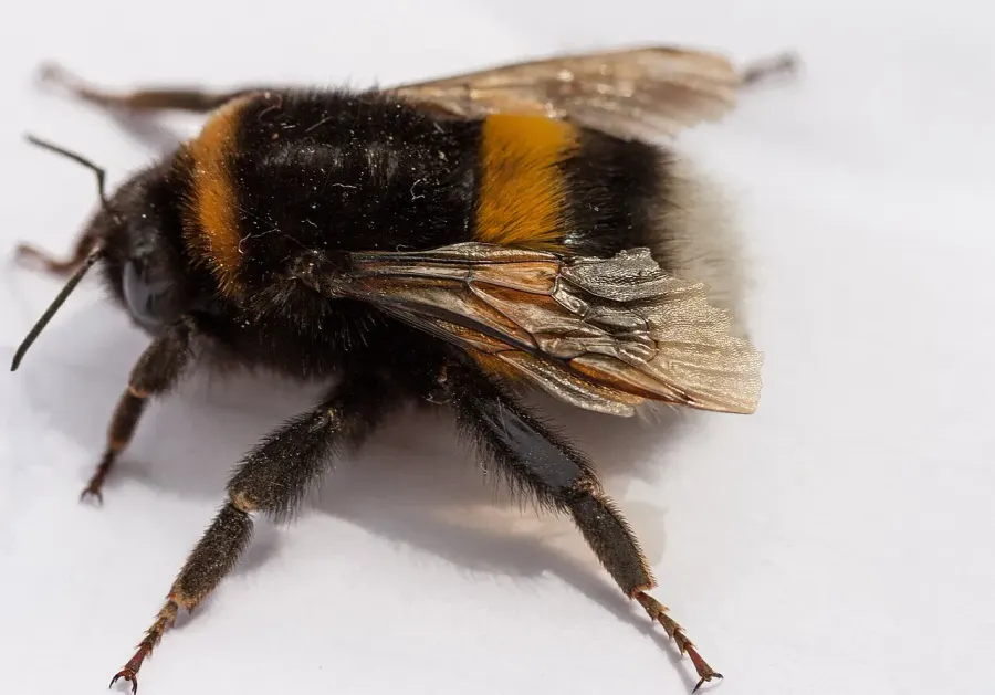 The Bumblebee card