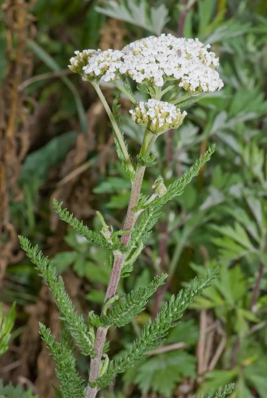The Achillea millefolium card