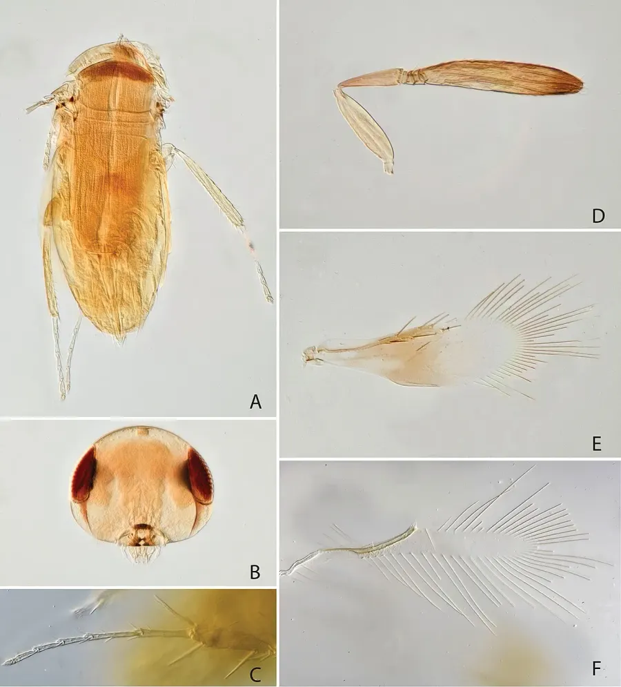 La carte Signiphoridae
