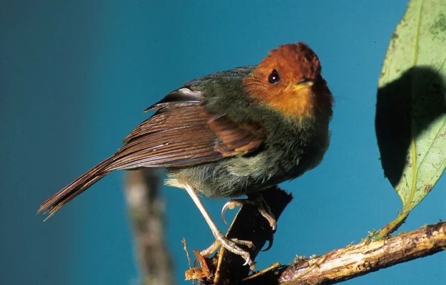 The Rufous-headed pygmy tyrant card