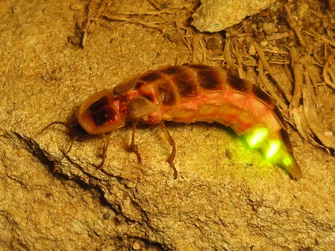 La carte Lampyridae