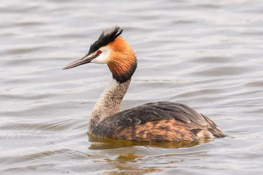 The Great crested grebe card
