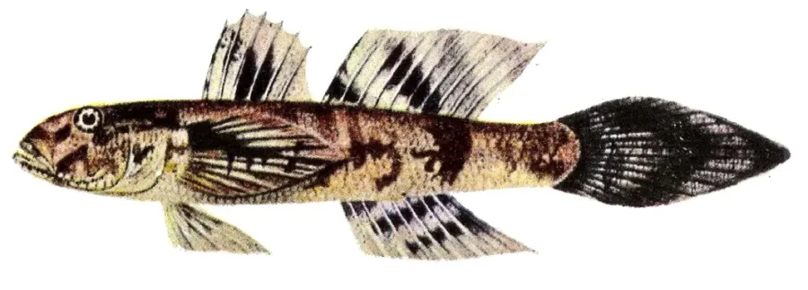 The Callogobius card