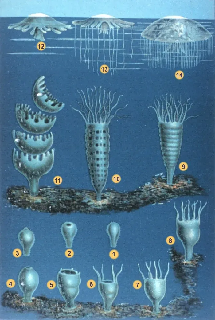 La carte Cnidaria