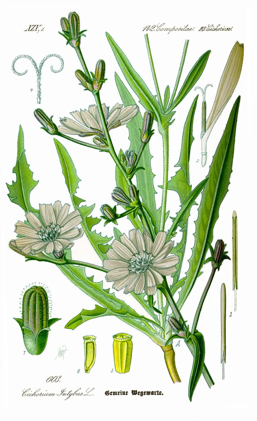 The Chicory card