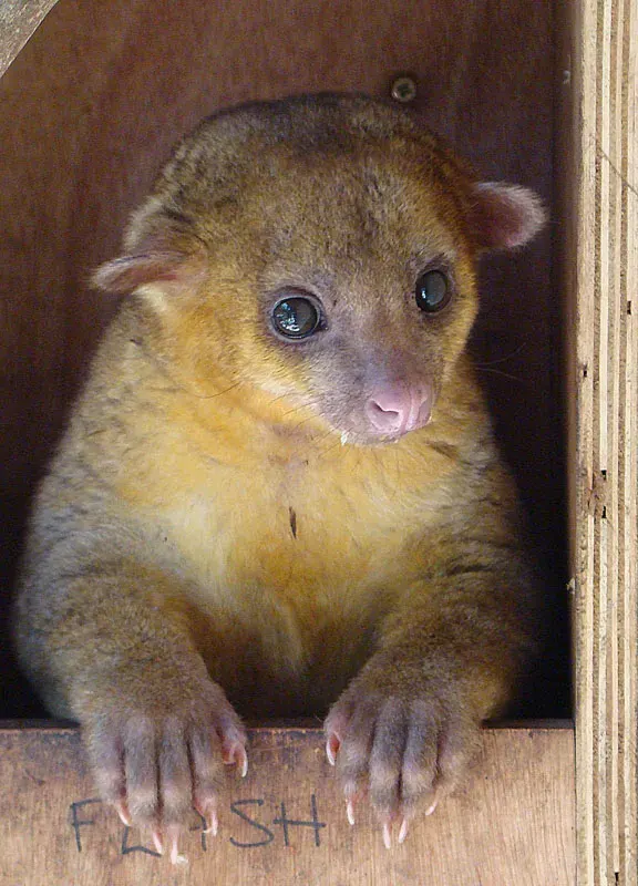 The Kinkajou card