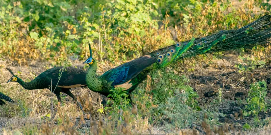 The Green peafowl card
